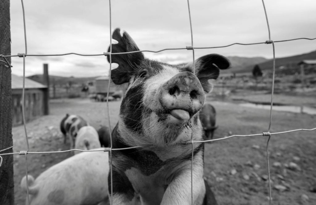 pig butchering scam